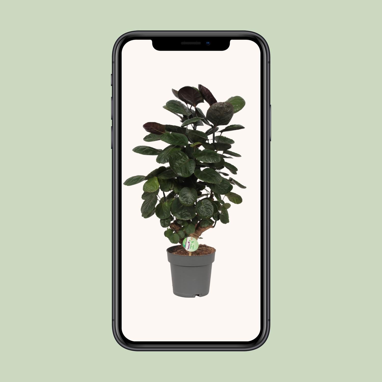 Polyscias Scutellaria Fabian – Ø19cm ↕60cm | Average maintenance