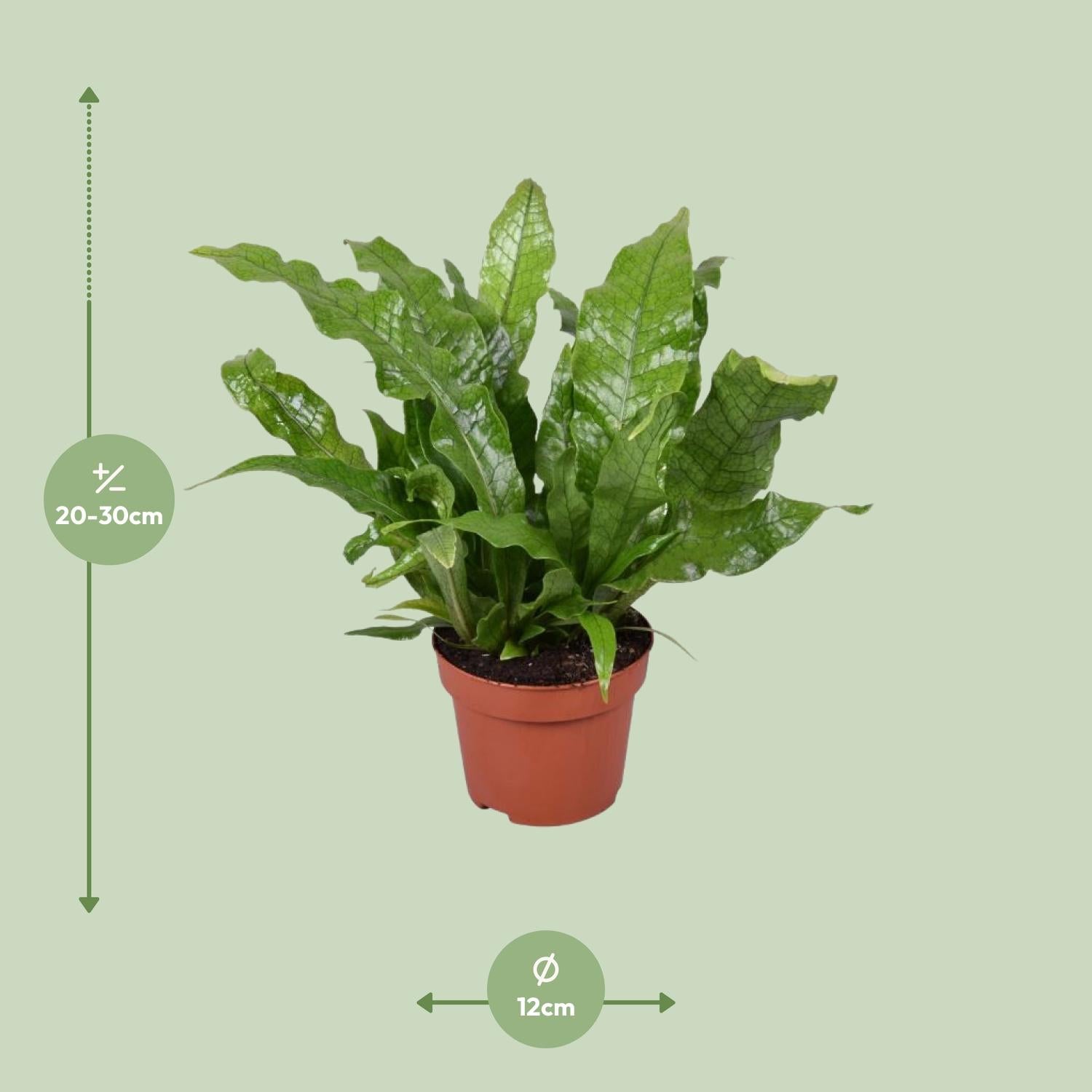 Microsorum 'Crocodyllus' – Ø12cm ↕30cm | Crocodile fern (sweet, doesn't bite) – Average maintenance