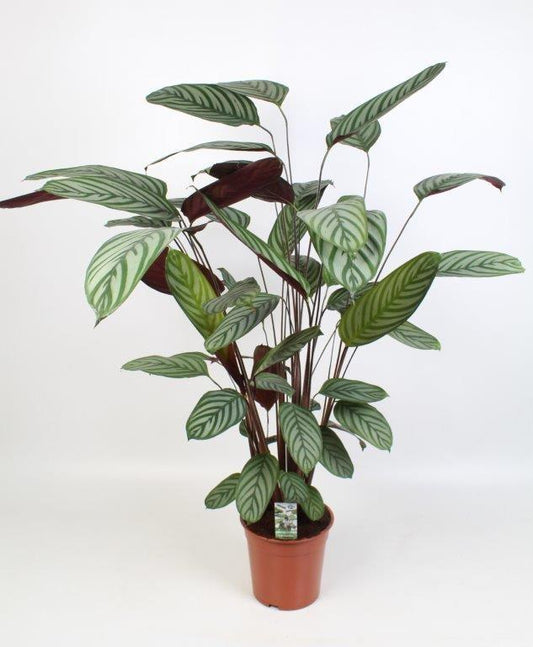 Ctenanthe oppenheimiana – Ø21cm ↕100cm | Average maintenance