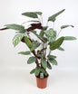 Ctenanthe oppenheimiana – Ø21cm ↕100cm | Average maintenance