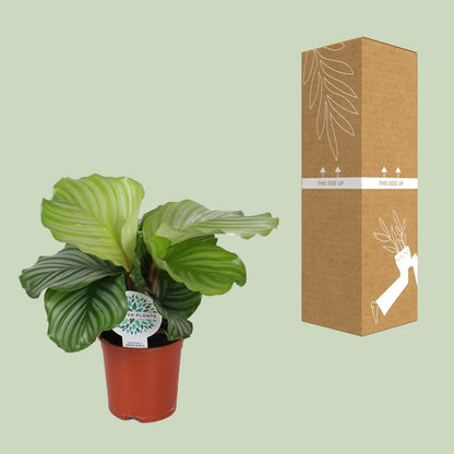 Calathea Orbifolia – Ø14cm ↕45cm | Average maintenance
