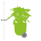 Monstera 'Monkey Leaf' in ELHO Vibes Fold 14cm pink | Playful hole fun – Average maintenance