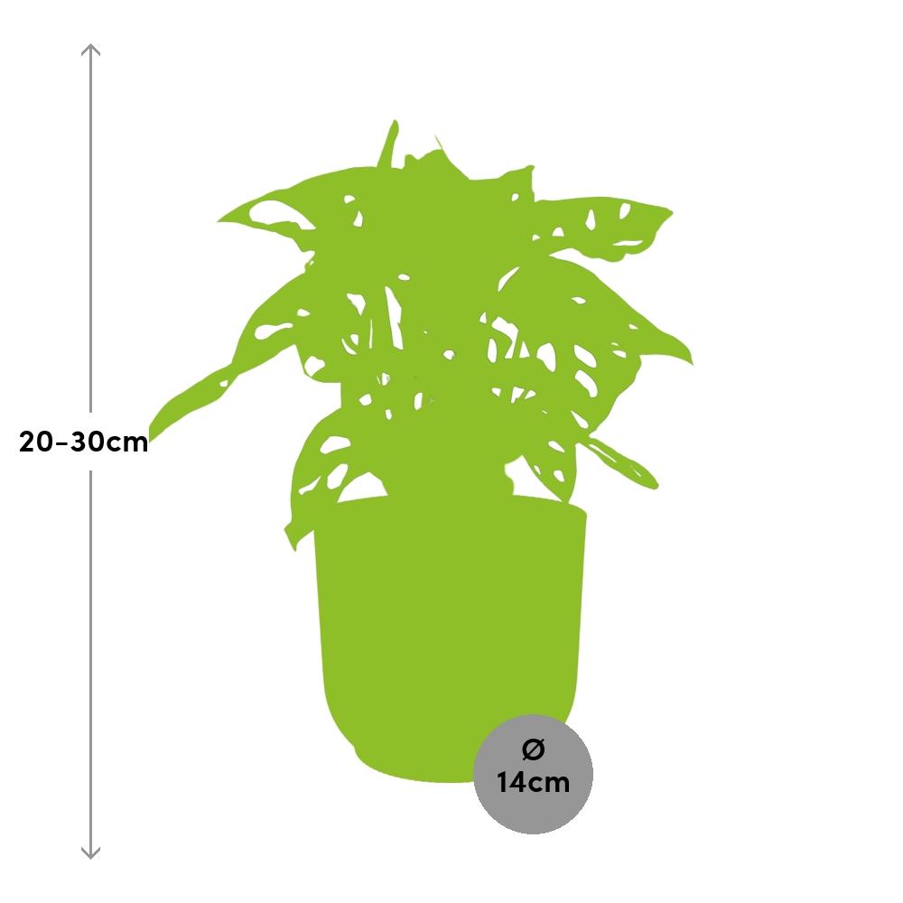 Monstera 'Monkey Leaf' in ELHO Vibes Fold 14cm pink | Playful hole fun – Average maintenance