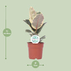 Ficus Elastica Tineke - Ø17cm - ↕50cm | De cappuccino-variegata – Gemiddeld onderhoud