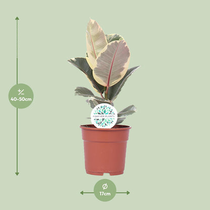 Ficus Elastica Tineke - Ø17cm - ↕50cm | The cappuccino variegata – Average maintenance