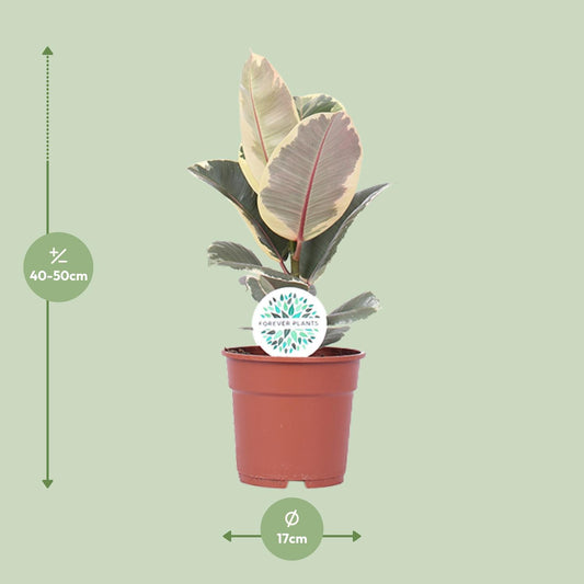 Ficus Elastica Tineke - Ø17cm - ↕50cm | The cappuccino variegata – Average maintenance