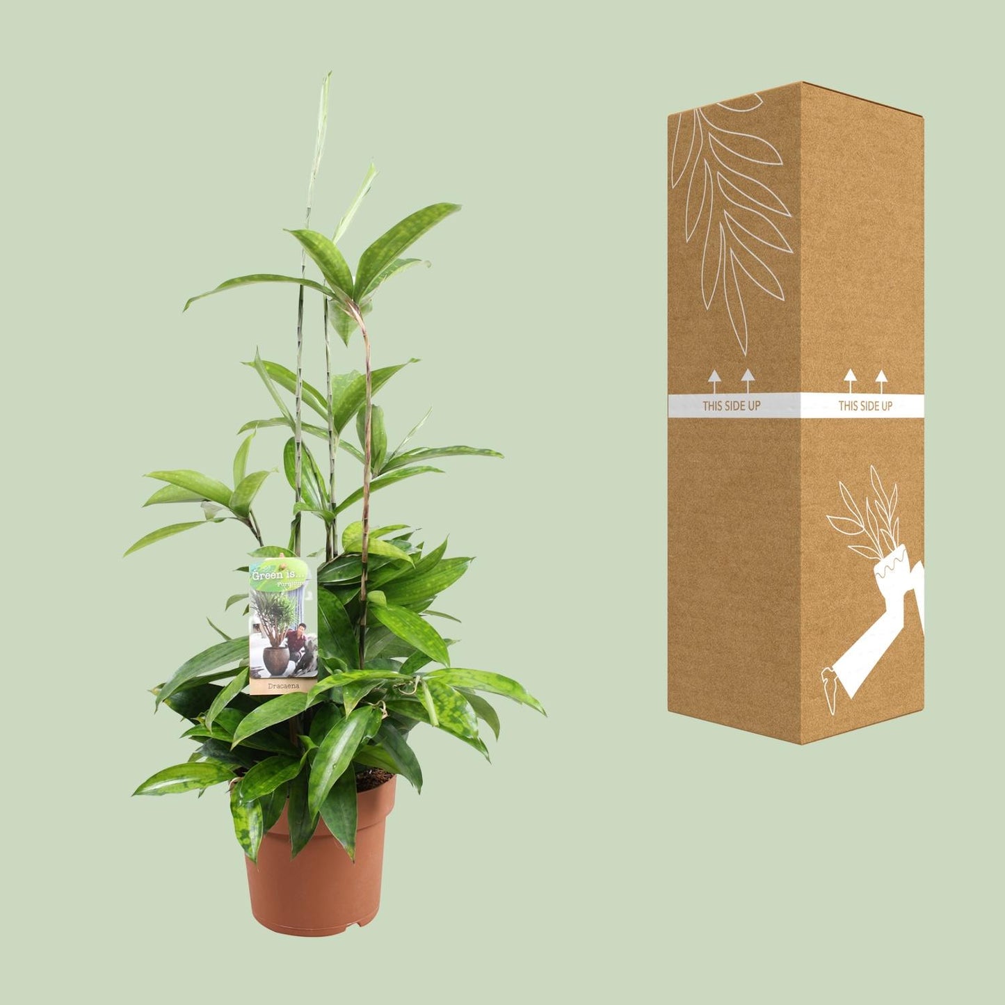 Dracaena Surculosa (Gold Palm) – Ø17cm ↕55cm | Easy maintenance