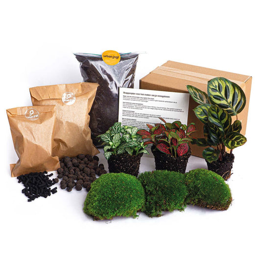 🎁🌿 DIY Terrarium Refill – Calathea Makoyana – Starter Kit