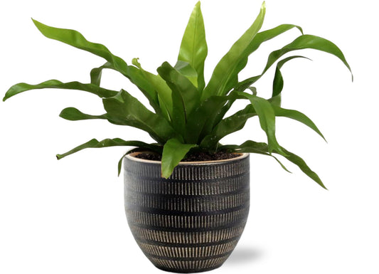 Asplenium Antiquum (Nest Fern) – Ø12cm ↕25cm + Beau Pot Black – Ø14x13cm | Average maintenance