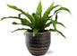 Asplenium Antiquum (Nest Fern) – Ø12cm ↕25cm + Beau Pot Black – Ø14x13cm | Average maintenance