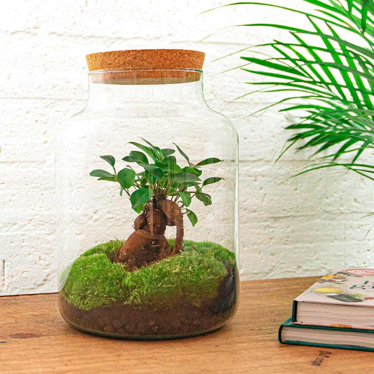 🌿🛠️ DIY Terrarium Milky – Met bonsai – 30 cm – Inclusief harkje & schepje