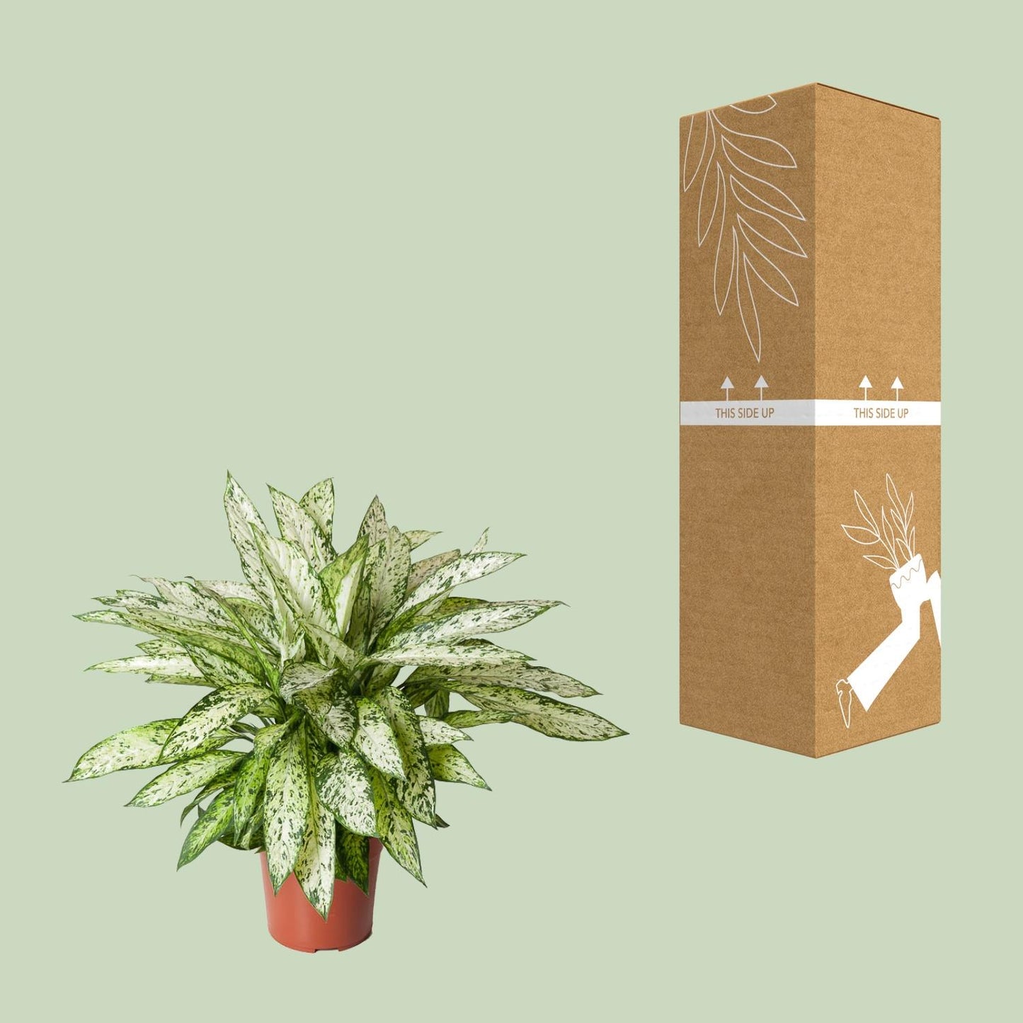 Dieffenbachia Vesuvius - Ø27cm - ↕80cm | The volcano in velvet – Average maintenance