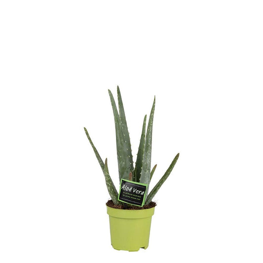 Aloe Vera – Ø10.5cm ↕35cm | Easy maintenance