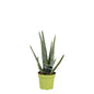 Aloe Vera – Ø10.5cm ↕35cm | Easy maintenance