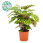 Calathea Makoyana – Ø17cm ↕55cm | Average maintenance