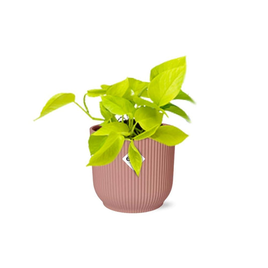 Epipremnum Pinnatum 'Golden Pothos' in ELHO Vibes Fold 14 cm pink