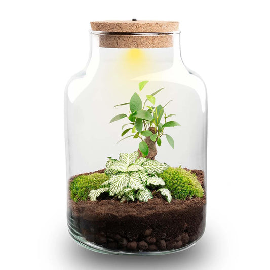 🪴💡 DIY Terrarium Little Milky – With LED – 25 cm