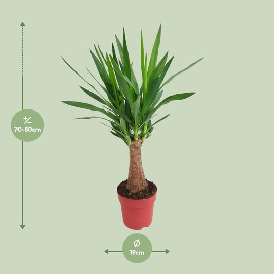 Yucca "Maya Tree" – Ø19cm ↕80cm | Easy maintenance