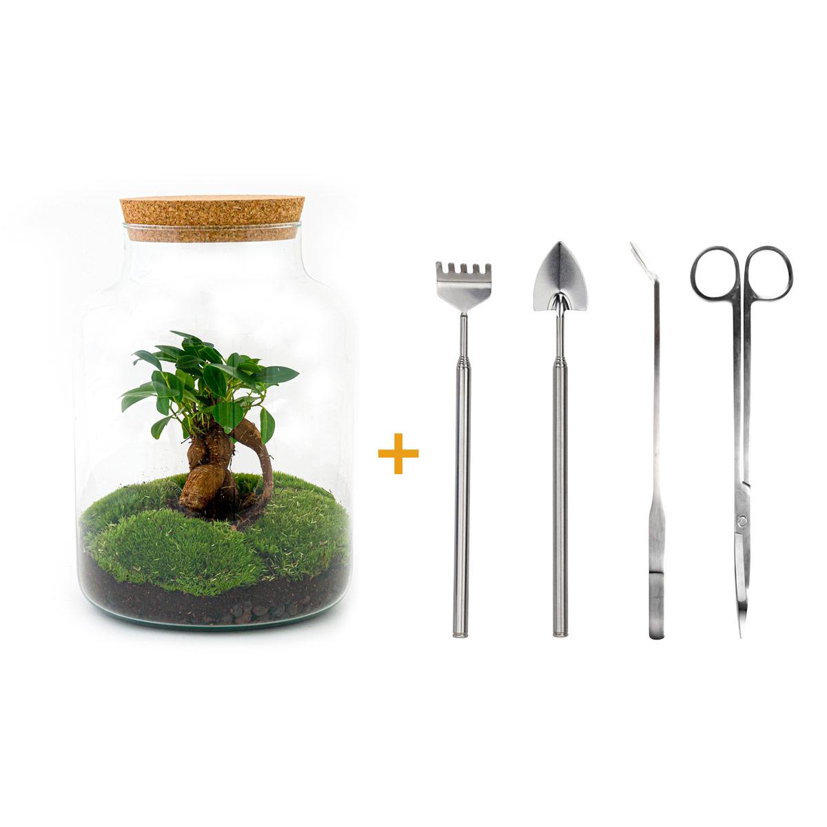 🌿🛠️ DIY Terrarium Milky – With bonsai – 30 cm – Complete with rake, shovel, tweezers &amp; scissors