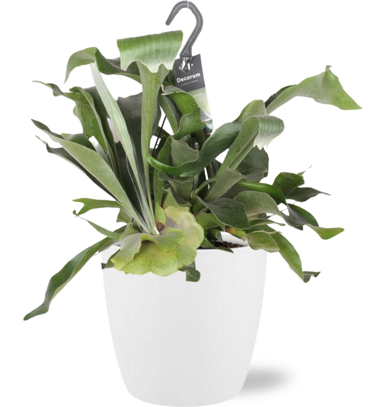 Platycerium bifurcatum (Staghorn Fern) – Ø17cm ↕30cm + Pot Brussels D18x17cm (White) | Average maintenance