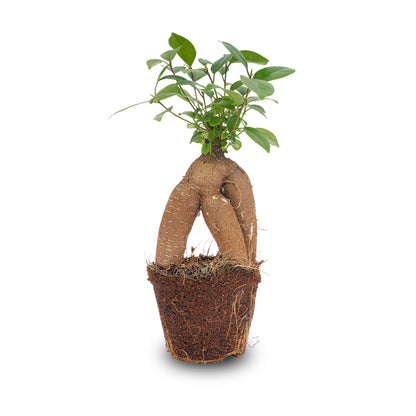 Ficus microcarpa Ginseng bonsai – Pot size 9 | The desk Zen master – Average maintenance
