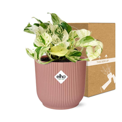 Epipremnum Pinnatum Happy Leaf in ELHO Vibes Fold 14 cm pink