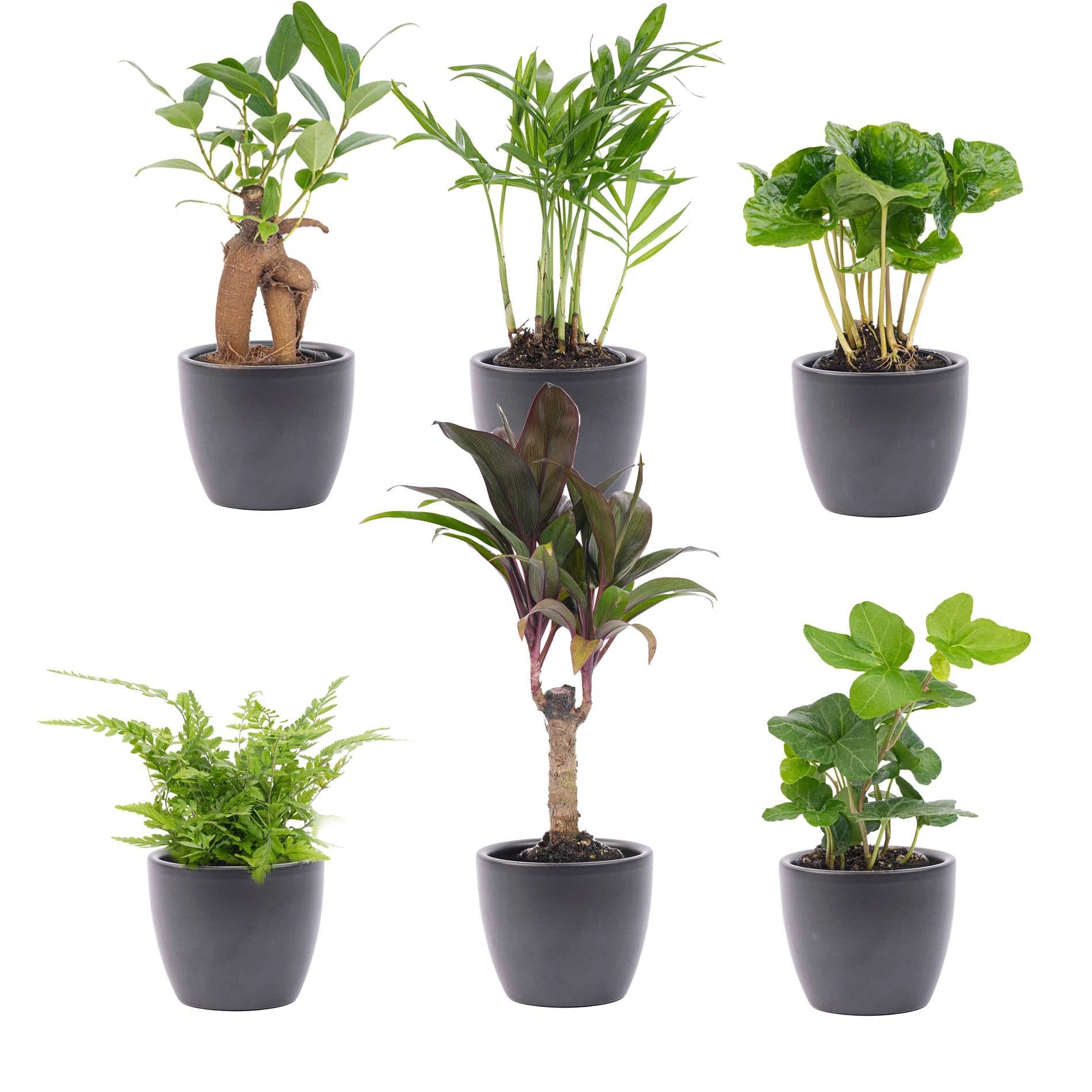 Mini plant set of 6 – Includes 6x Boule anthracite pots | Compact jungle – Easy maintenance