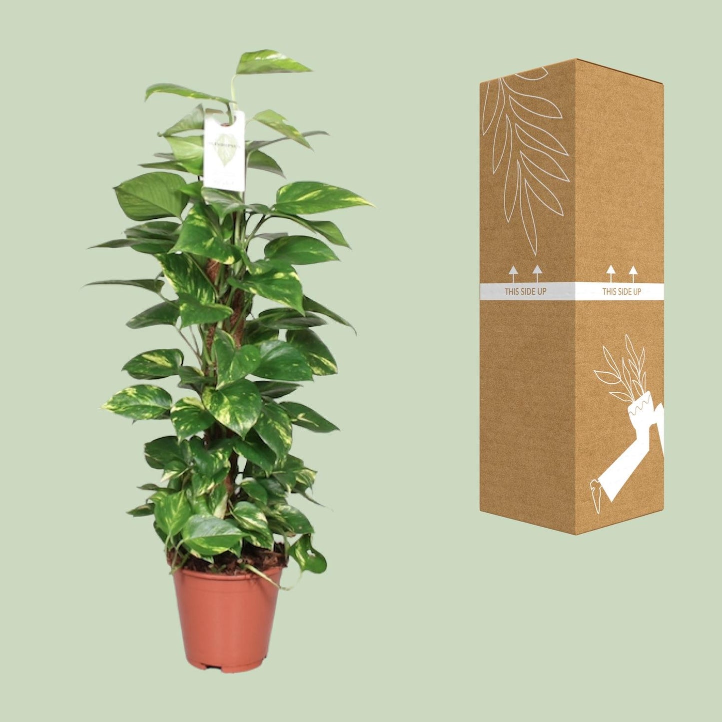 Epipremnum Pinnatum Moss Pole 80cm Scindapsus – Ø19cm ↕80cm | Deluxe Climber – Average Maintenance
