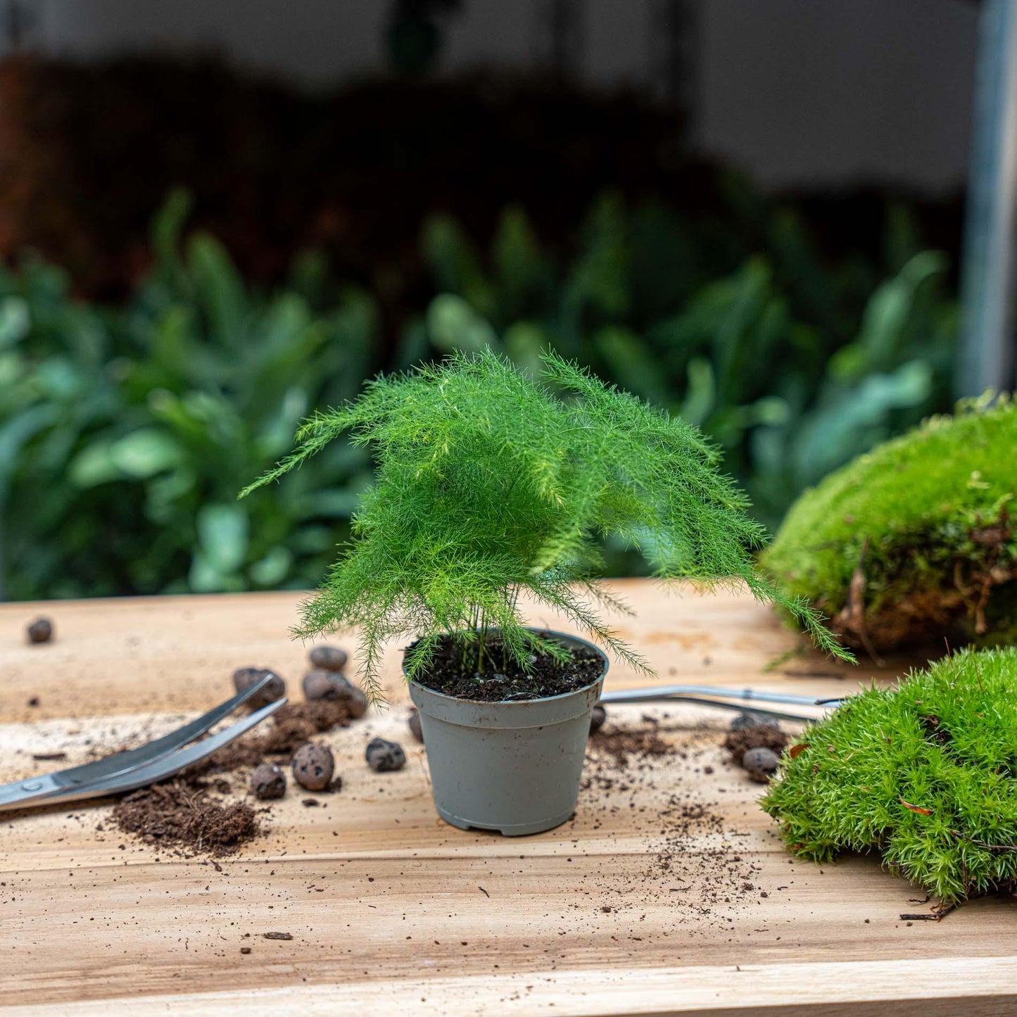 Asparagus setaceus 'Plumosus' – Asparagus ornamental – Terrarium plant | The cloud of green – Average maintenance
