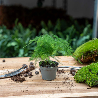 Asparagus setaceus 'Plumosus' – Asparagus ornamental – Terrarium plant | The cloud of green – Average maintenance