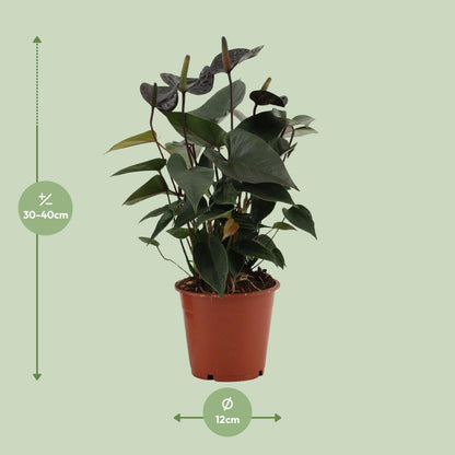 Anthurium 'Black Love' (in transparent sleeve) – Ø12cm ↕36cm | Average maintenance