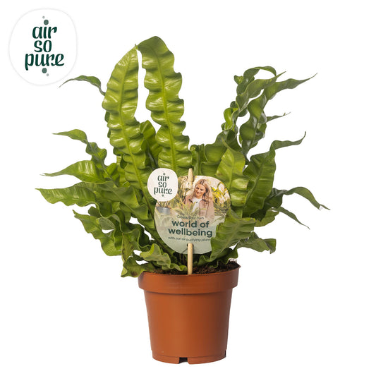 Asplenium Crispy Wave – Ø12cm ↕25cm | Average maintenance