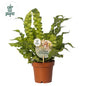 Asplenium Crispy Wave – Ø12cm ↕25cm | Average maintenance