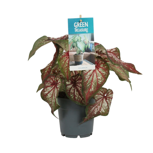 Caladium Bicolor - Ø12cm - ↕25cm | The angel wing in Technicolor – Challenging maintenance