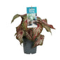 Caladium Bicolor - Ø12cm - ↕25cm | The angel wing in Technicolor – Challenging maintenance
