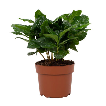 Coffea arabica 12cm – Ø12cm ↕22cm | Average maintenance
