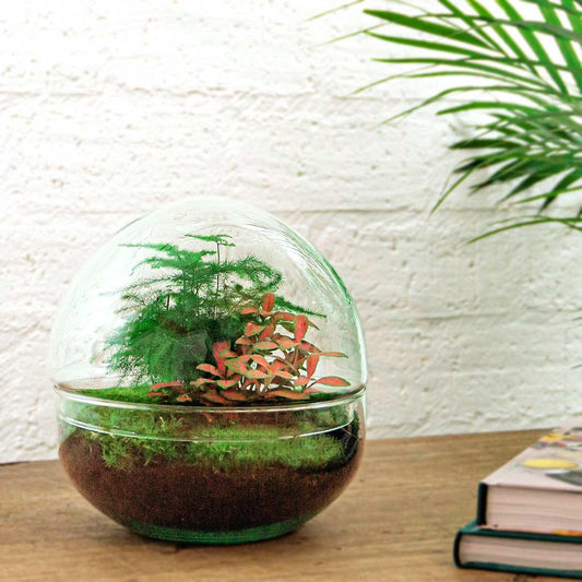 🌿🛠️ DIY Terrarium Dome Red – 20 cm – Compleet met harkje, schepje, pincet & schaartje