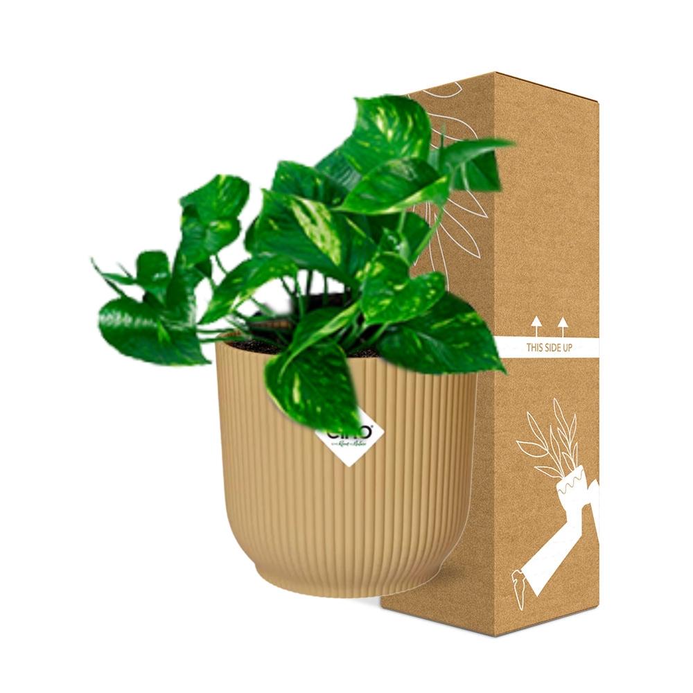 Epipremnum Pinnatum 'Aureum' in ELHO Vibes Fold 14cm yellow | Golden climbing friend – Average maintenance