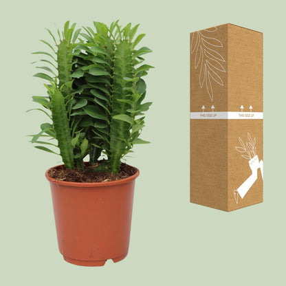 Euphorbia trigona (African Milk Tree) – Ø12cm ↕40cm | Easy maintenance