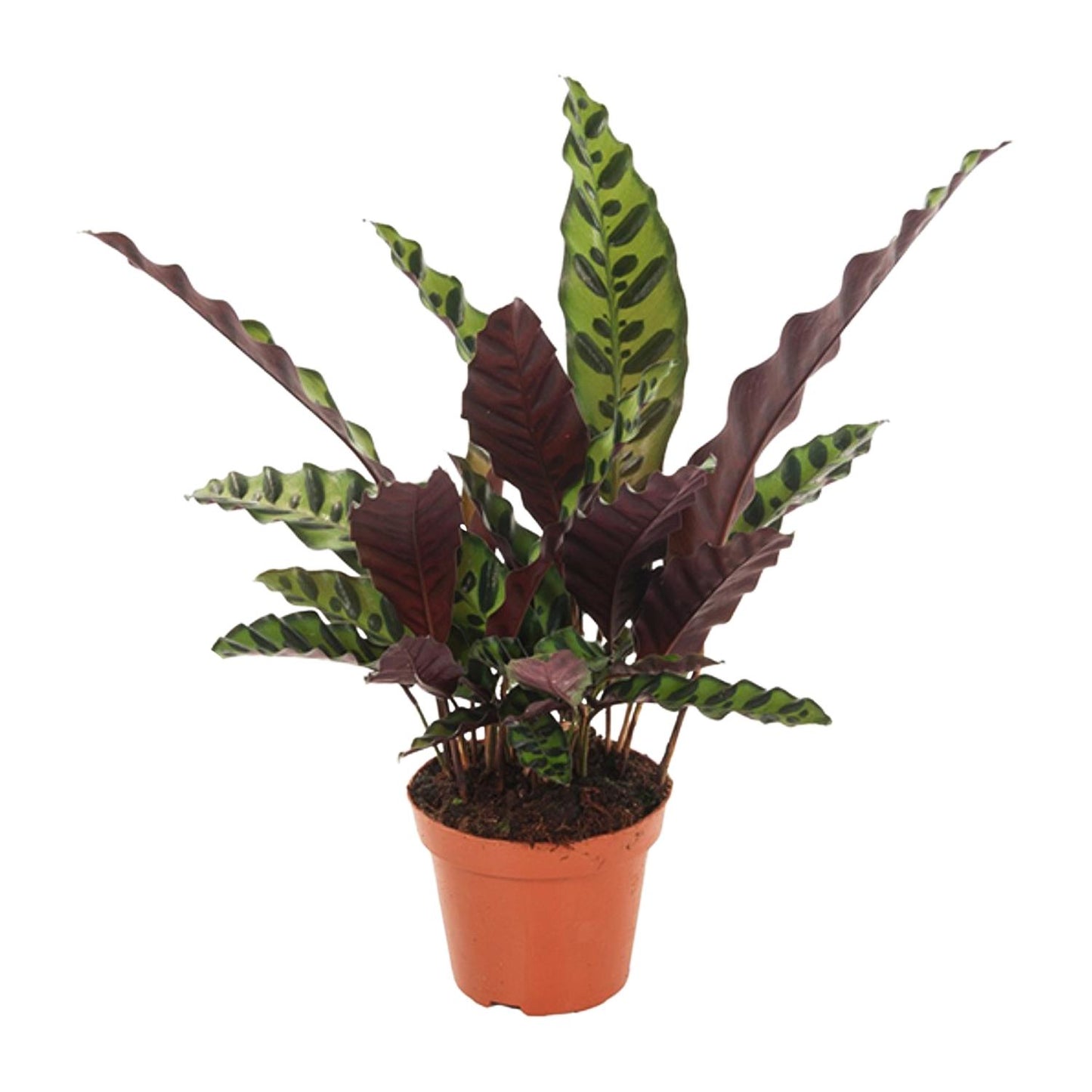 Calathea Insignis – Ø12cm ↕50cm | Average maintenance