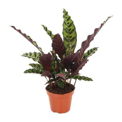 Calathea Insignis – Ø12cm ↕50cm | Average maintenance
