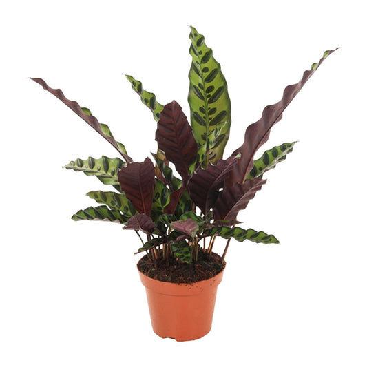 Calathea Insignis – Ø12cm ↕50cm | Average maintenance