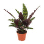 Calathea Insignis – Ø12cm ↕50cm | Average maintenance