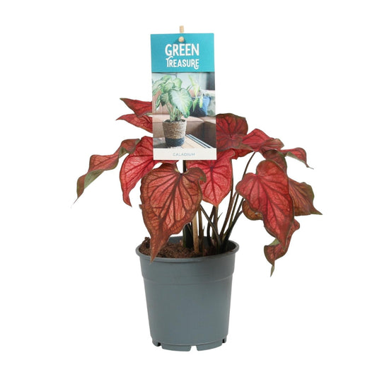 Caladium Red – Ø12cm ↕25cm | Angel wings with attitude – Challenging maintenance