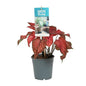 Caladium Red – Ø12cm ↕25cm | Angel wings with attitude – Challenging maintenance
