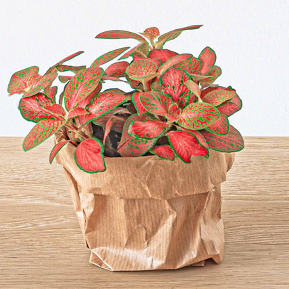 🎁 DIY Terrarium Refill – Starter Pack 5 Plants (M/L/XL)