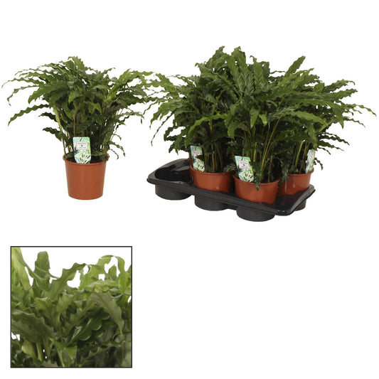 Calathea Bluegrass - Ø17cm - ↕65cm | The striped conductor – Challenging maintenance