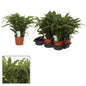 Calathea Bluegrass - Ø17cm - ↕65cm | The striped conductor – Challenging maintenance