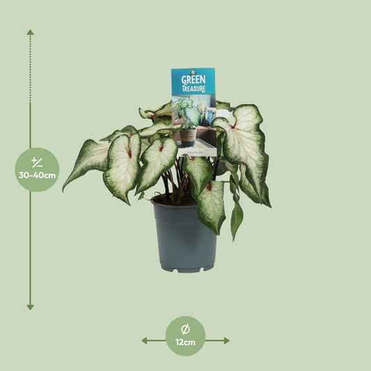 Caladium White - Ø12cm - ↕25cm | The porcelain prince – Challenging maintenance