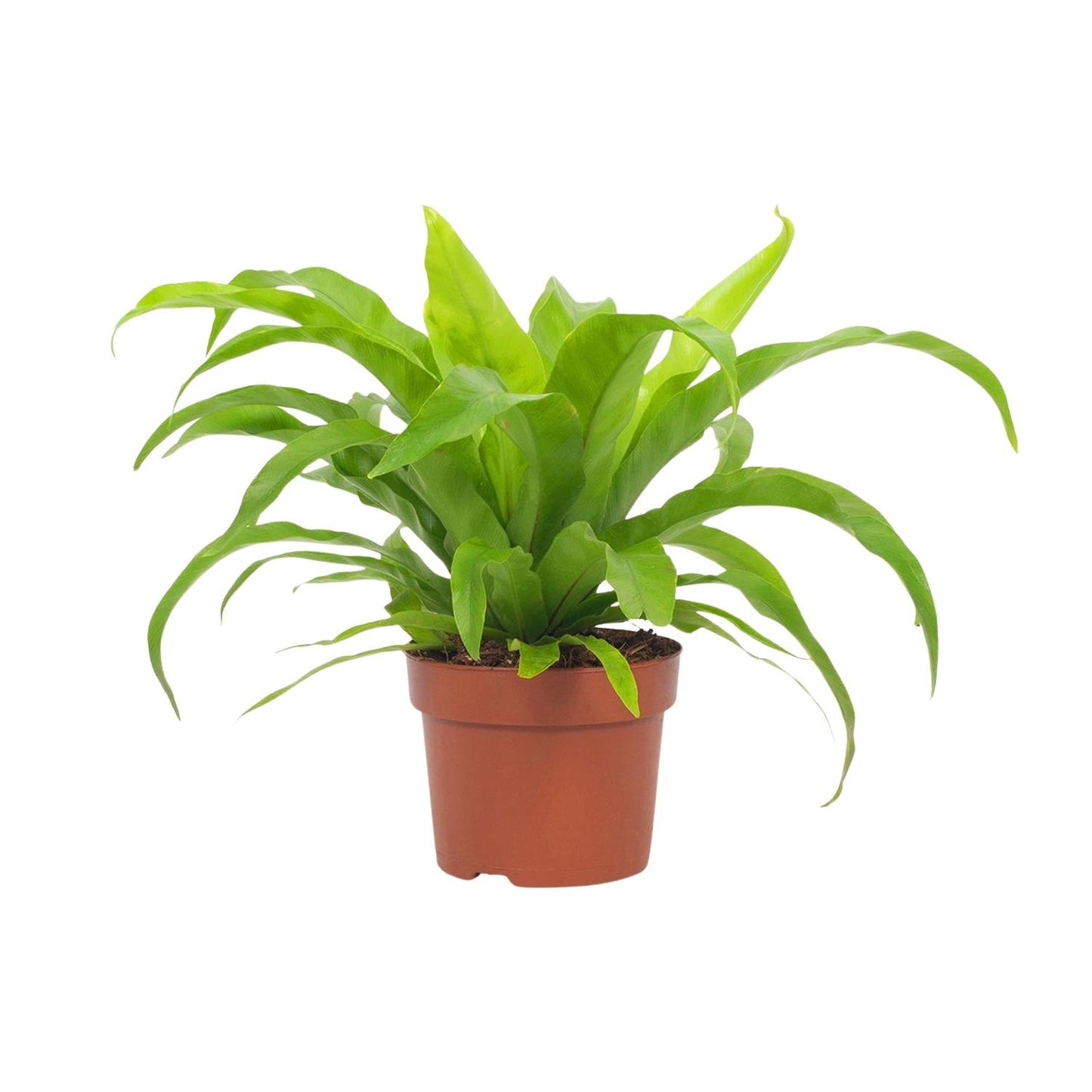Asplenium antiquum – Ø12cm ↕19cm | Average maintenance